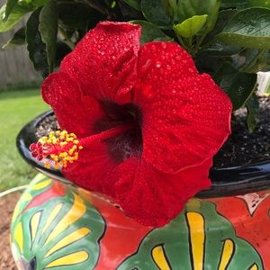 Meet your Posher, Nanette